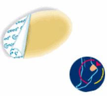 COMPEED VESCICHE CEROTTI FORMATO MEDIO 5 PEZZI - Farmastop
