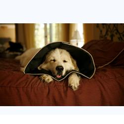 COMFY CONE COLLARE ELISABETTIANO INNOVATIVO S DIAMETRO 12,5 CM - Farmastop