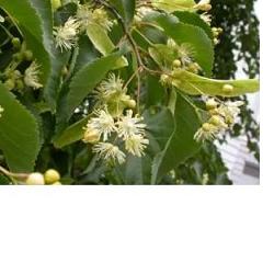 EIE TIGLIO 30 ML GOCCE - Farmastop