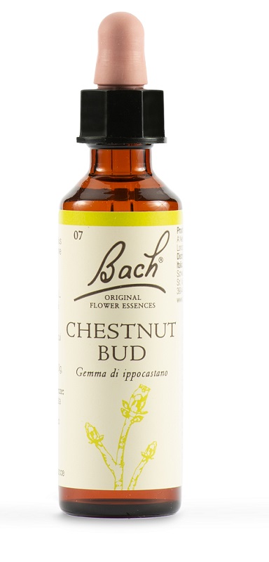 CHESTNUT BUD BACH ORIG 20 ML - Farmastop