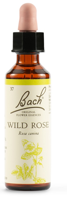 WILD ROSE BACH ORIG 20 ML - Farmastop